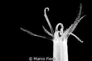 Worm Sea Cucomber, Portrait (??) by Marco Fierli 